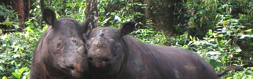 Sumatran Rhino - CREDIT Yayasan Badak, Indonesia/IRF