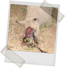 Poached Rhino. credit: Ol Pejeta Conservancy