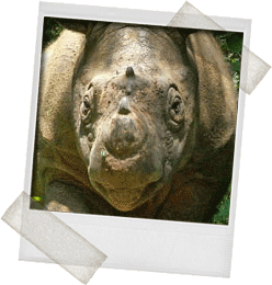 Sumatran Rhino. CREDIT - Yayasan Badak