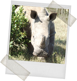 white rhino Africa